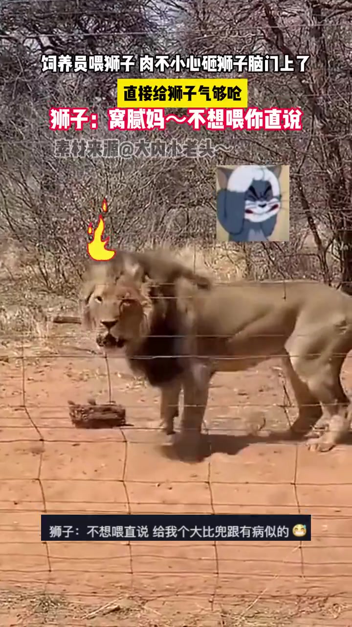 饲养员喂狮子肉不小心砸狮子脑门上，感觉它真的不高兴了