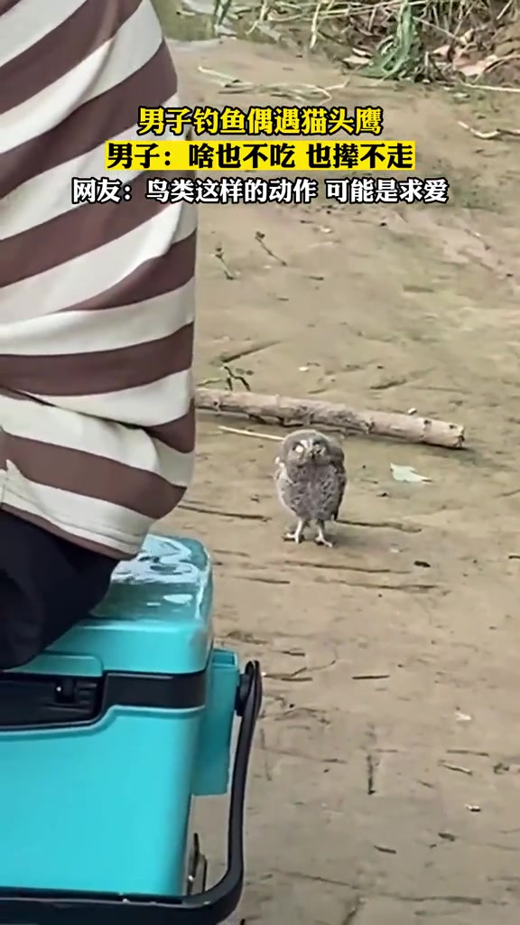 男士钓鱼意外邂逅猫头鹰，男士表示：啥也不吃，也不离开！