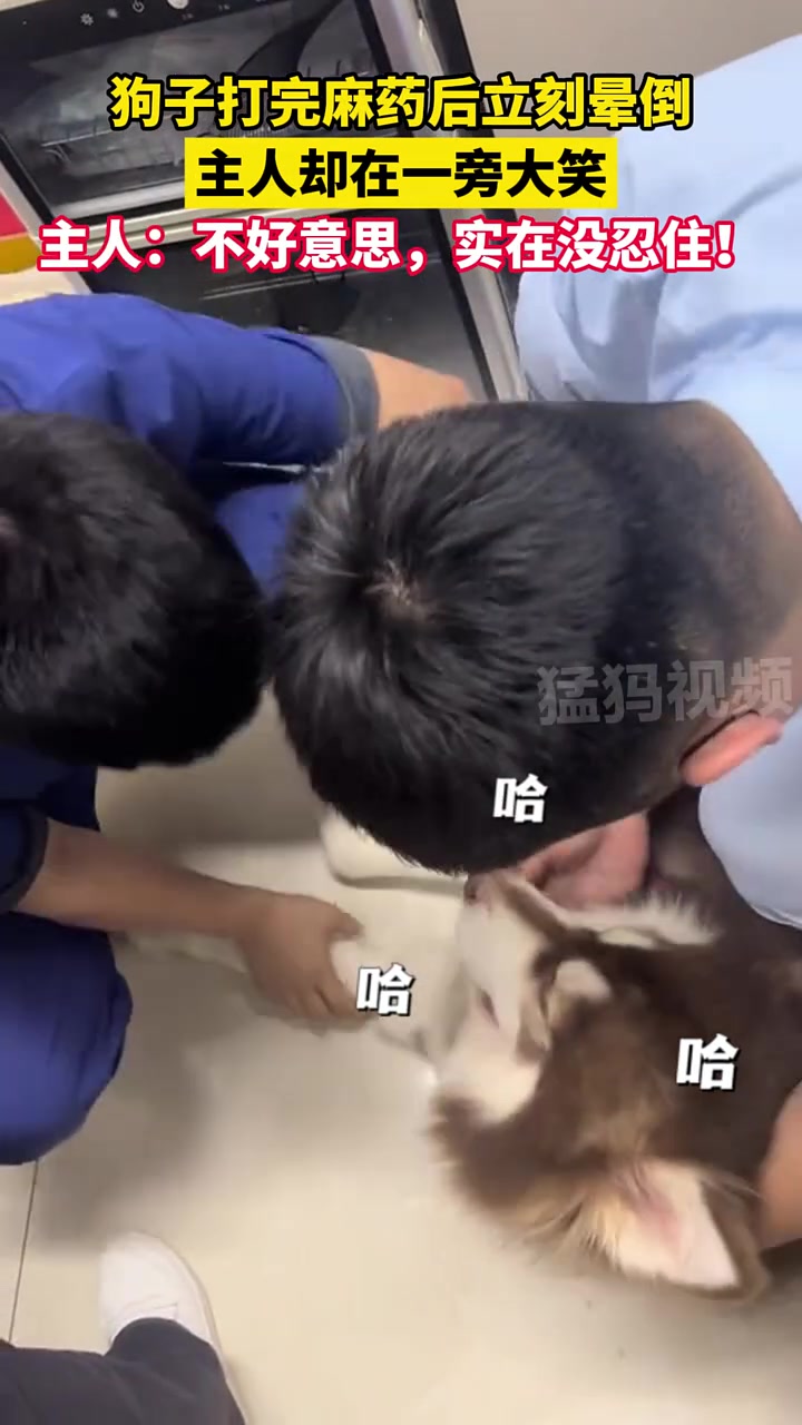 狗子打完麻药后立刻晕倒，主人却在一旁大笑！