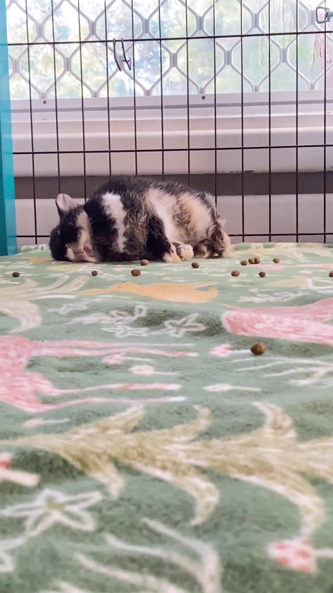 第一见拉屎拉到虚脱！