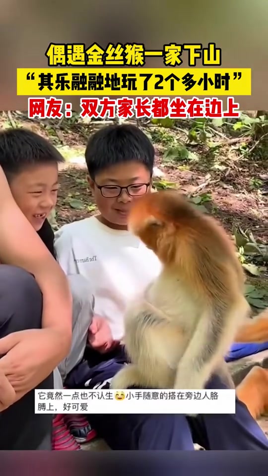 偶遇金丝猴一家下山，“其乐融融地玩了2个多小时”