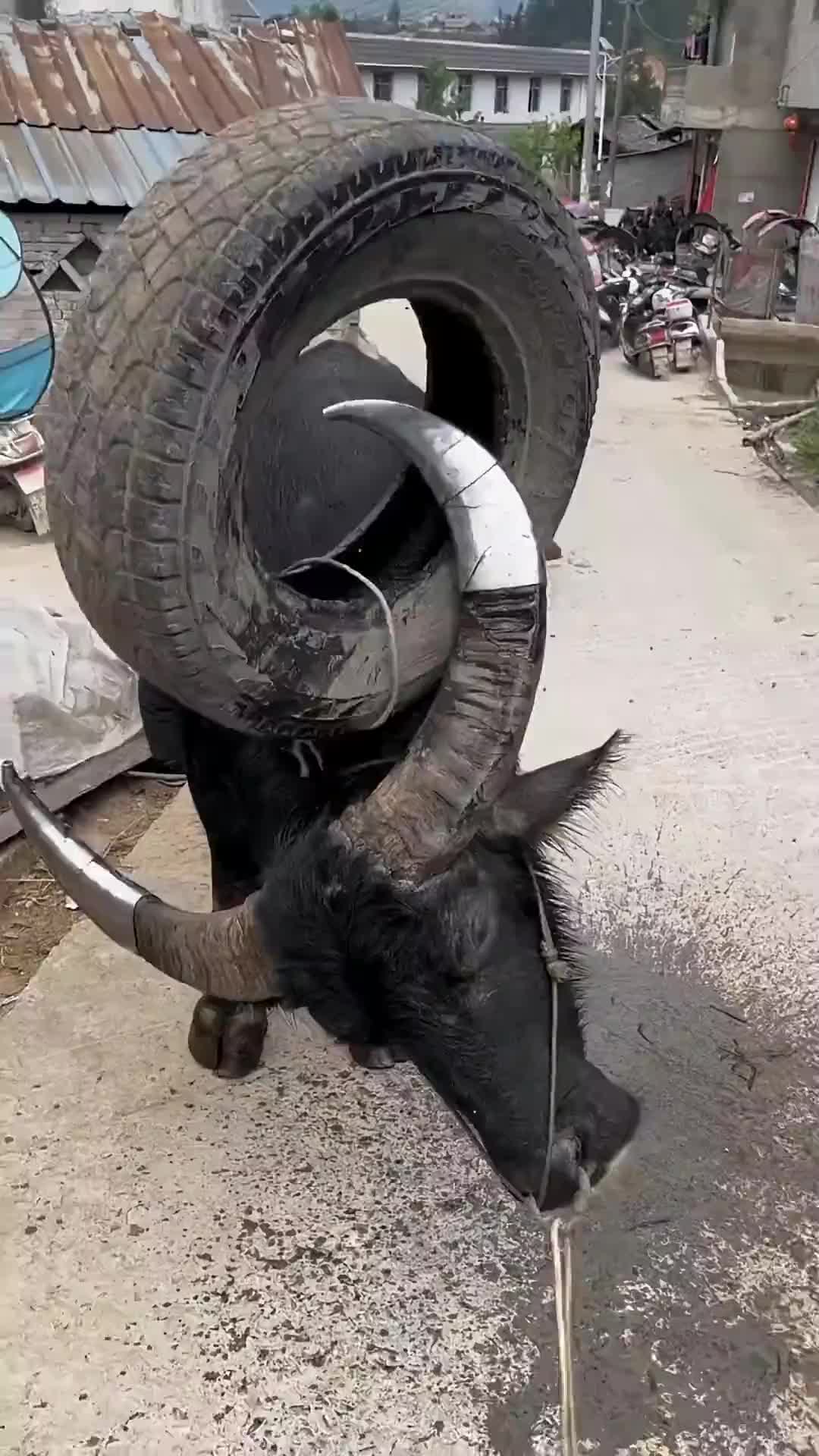 老牛也懂得健身啊！