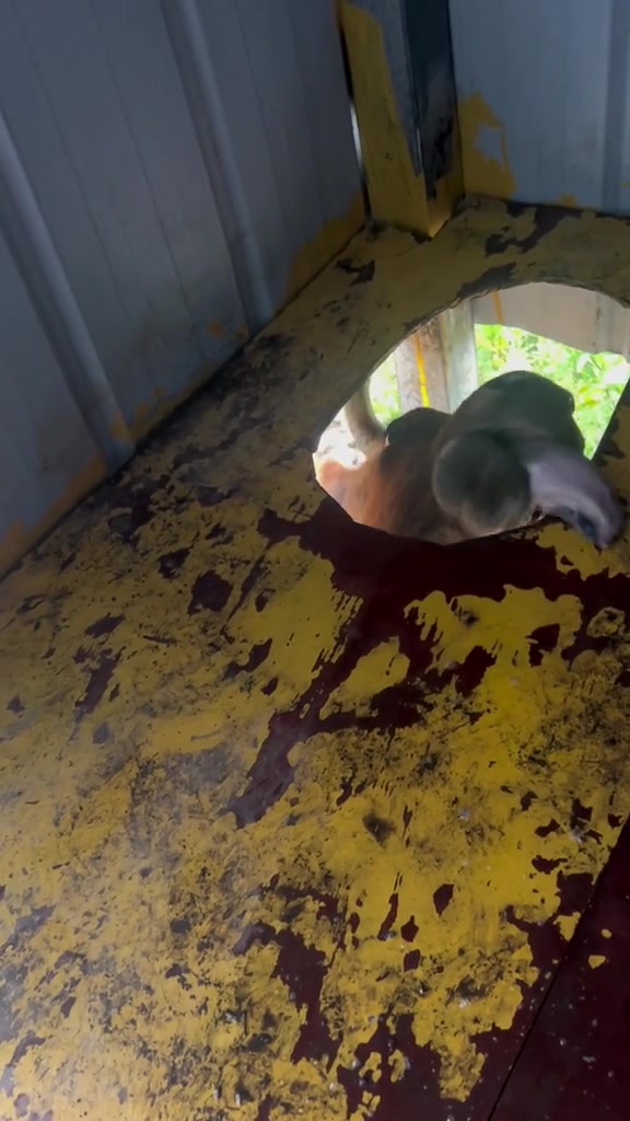 真是小“舔使”啊！全自动的你还用不来都不用纸了！