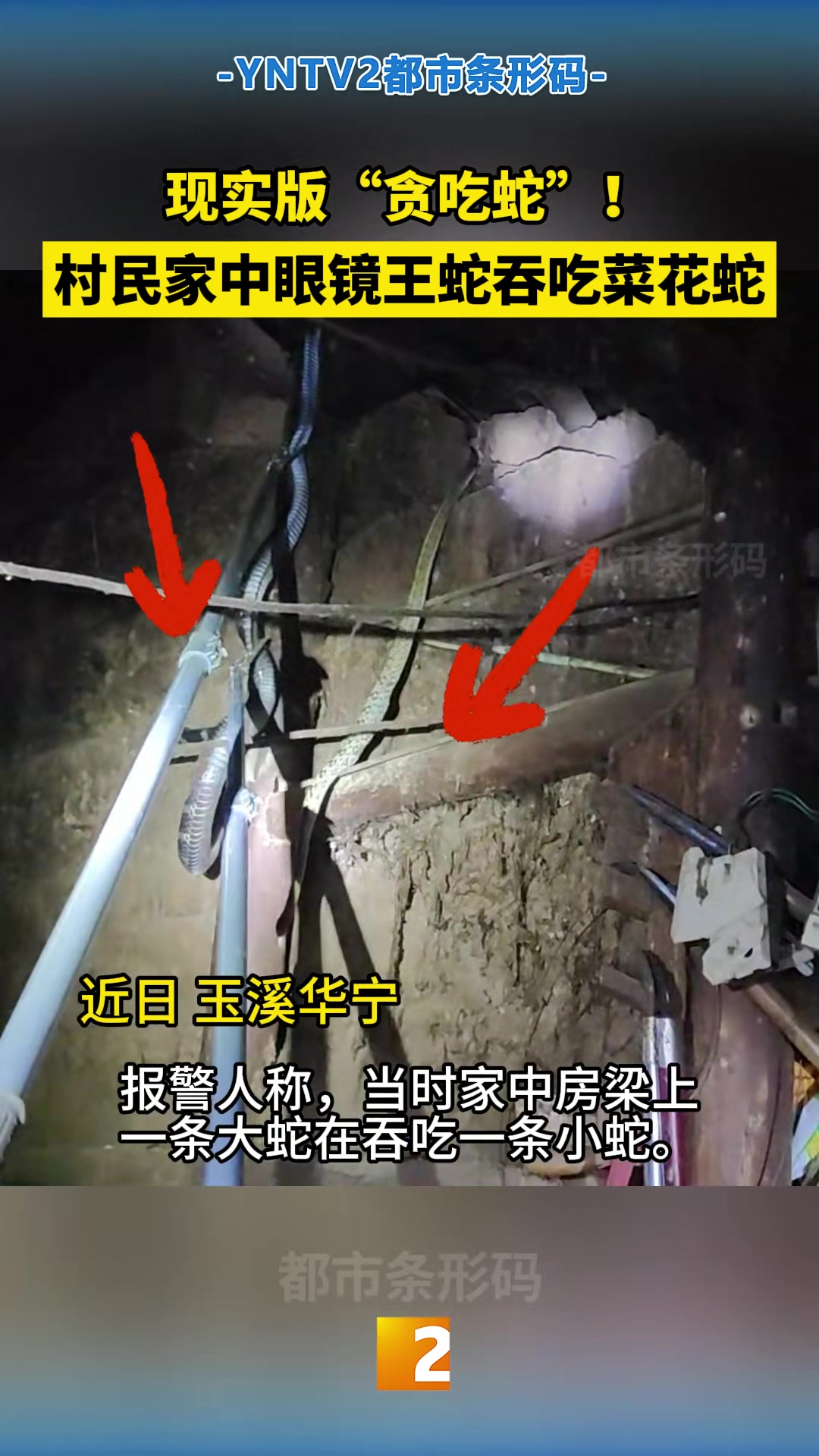 现实版“贪吃蛇”！村民家中眼镜王蛇吞吃菜花蛇