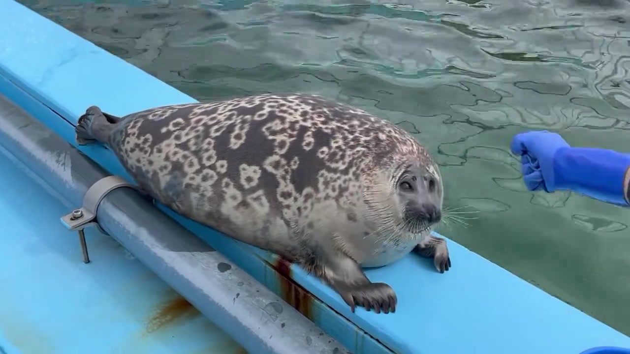 小心我打击豹腹啊！