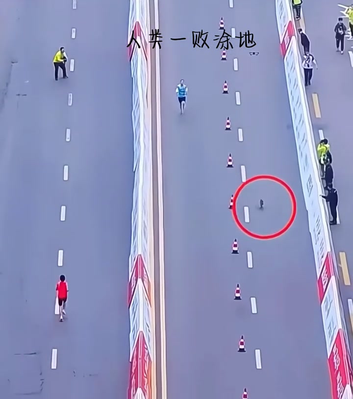 人类一败涂地！猫：“你们得庆幸我没去巴黎！”