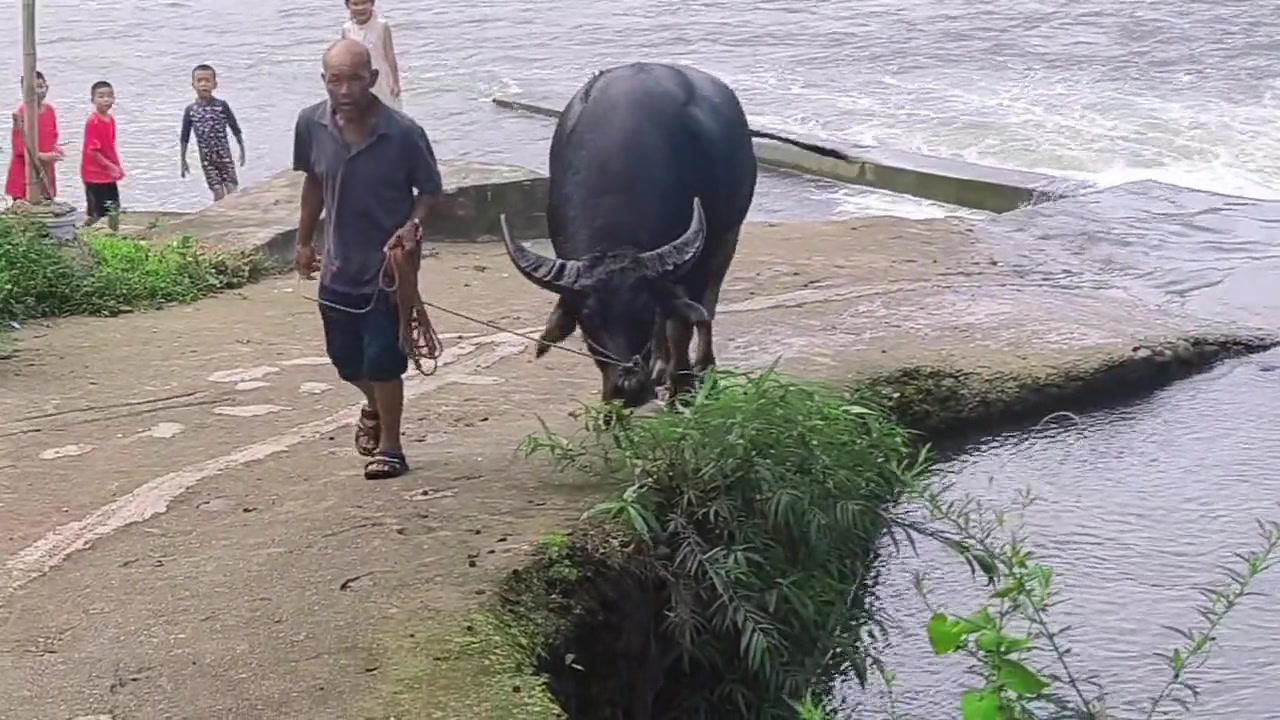 大爷陪水牛洗澡，牛牛狂甩尾巴很幸福