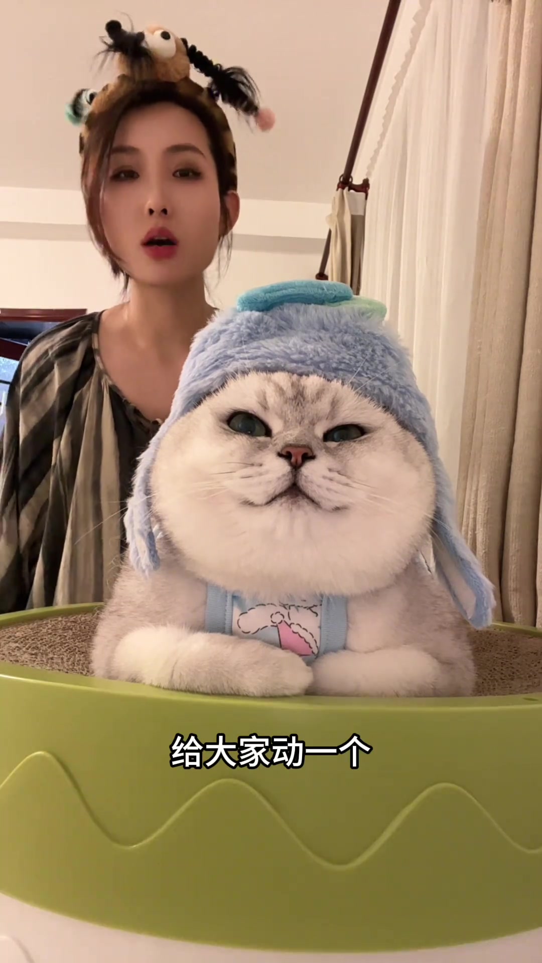 网络十大恶猫之邪恶银渐层