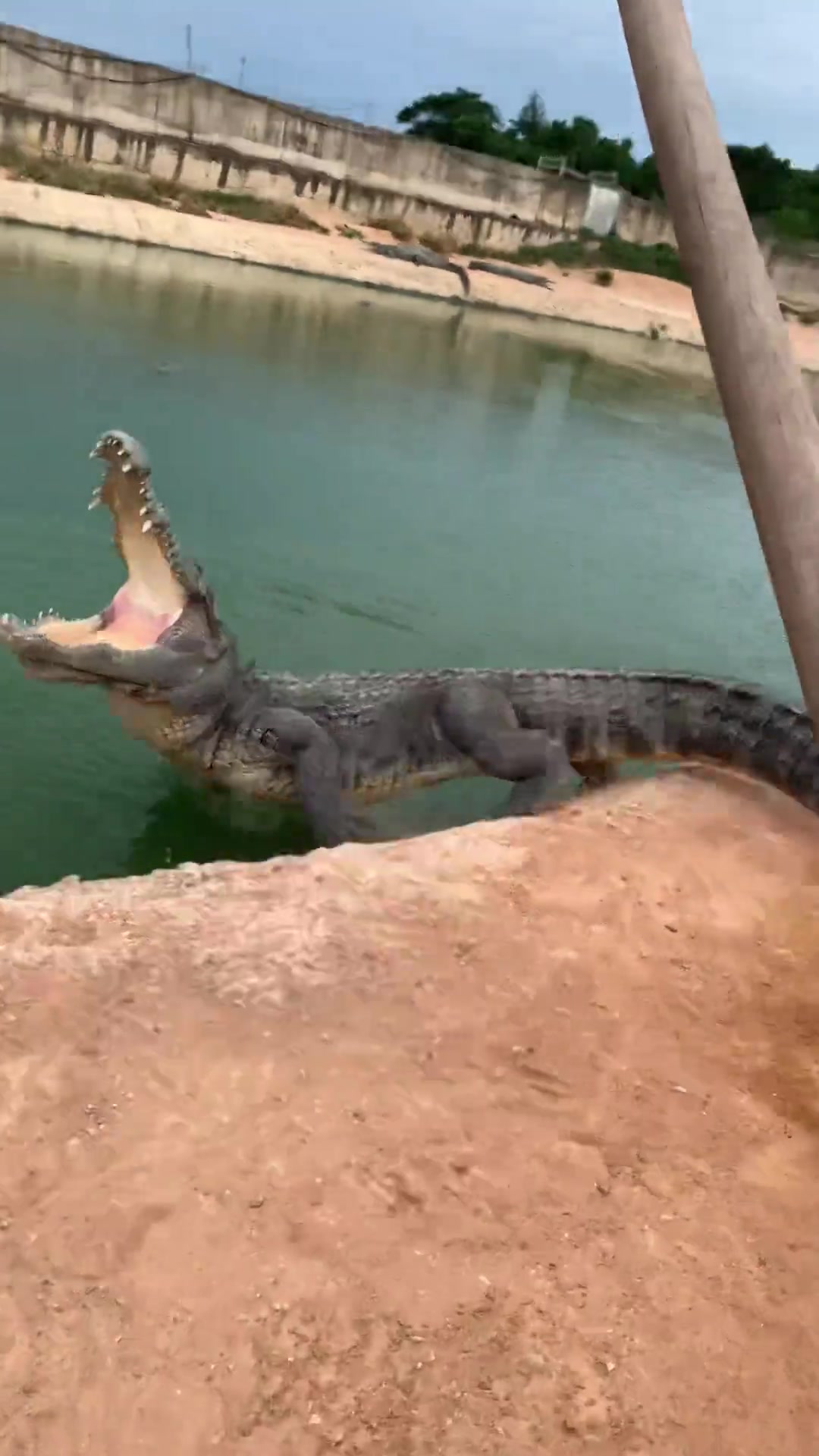 养鳄鱼还真是个体力活啊