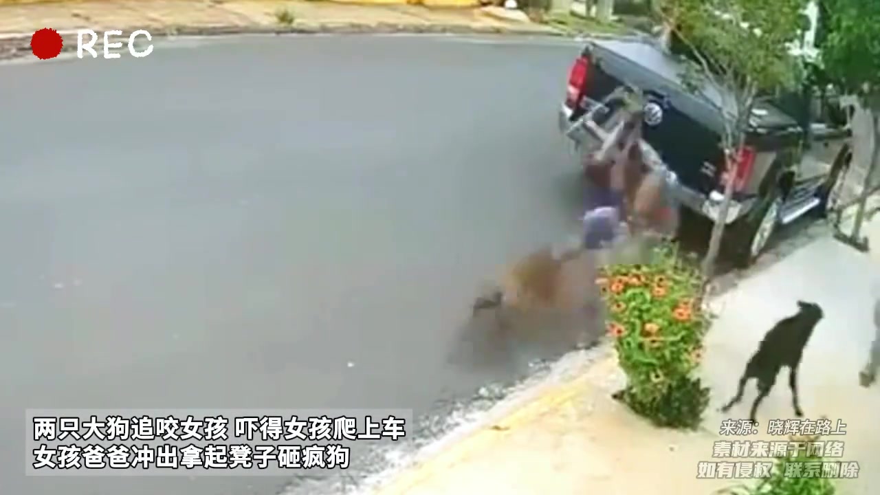 两只大狗追咬女孩吓得女孩爬上车女孩爸爸冲出拿起凳子砸疯狗！