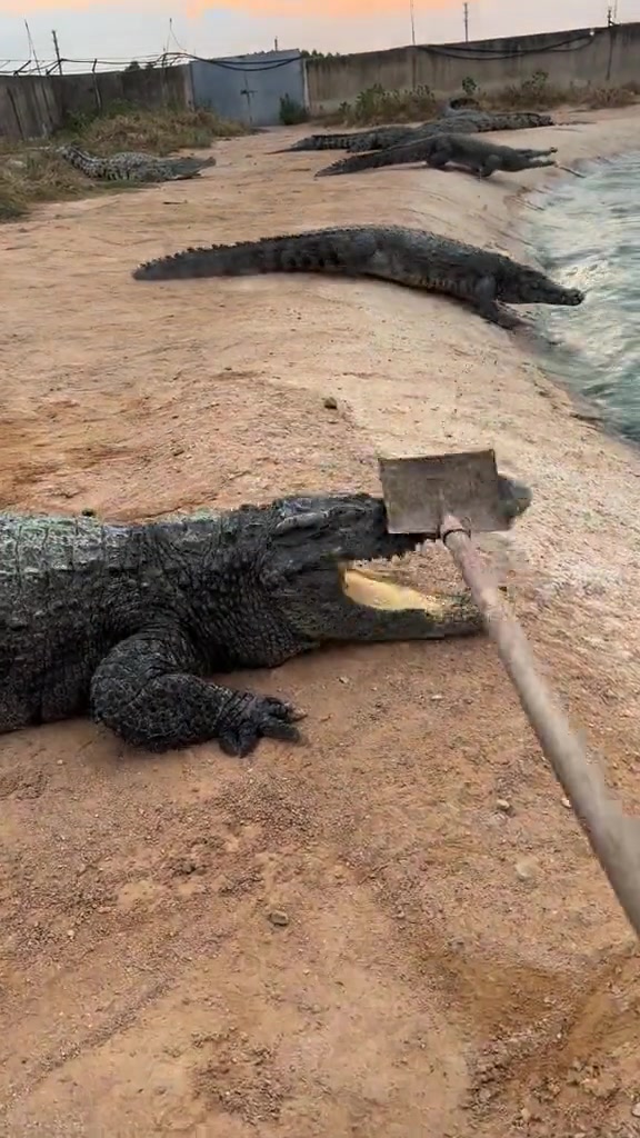 为什么这些鳄鱼不会反抗的！