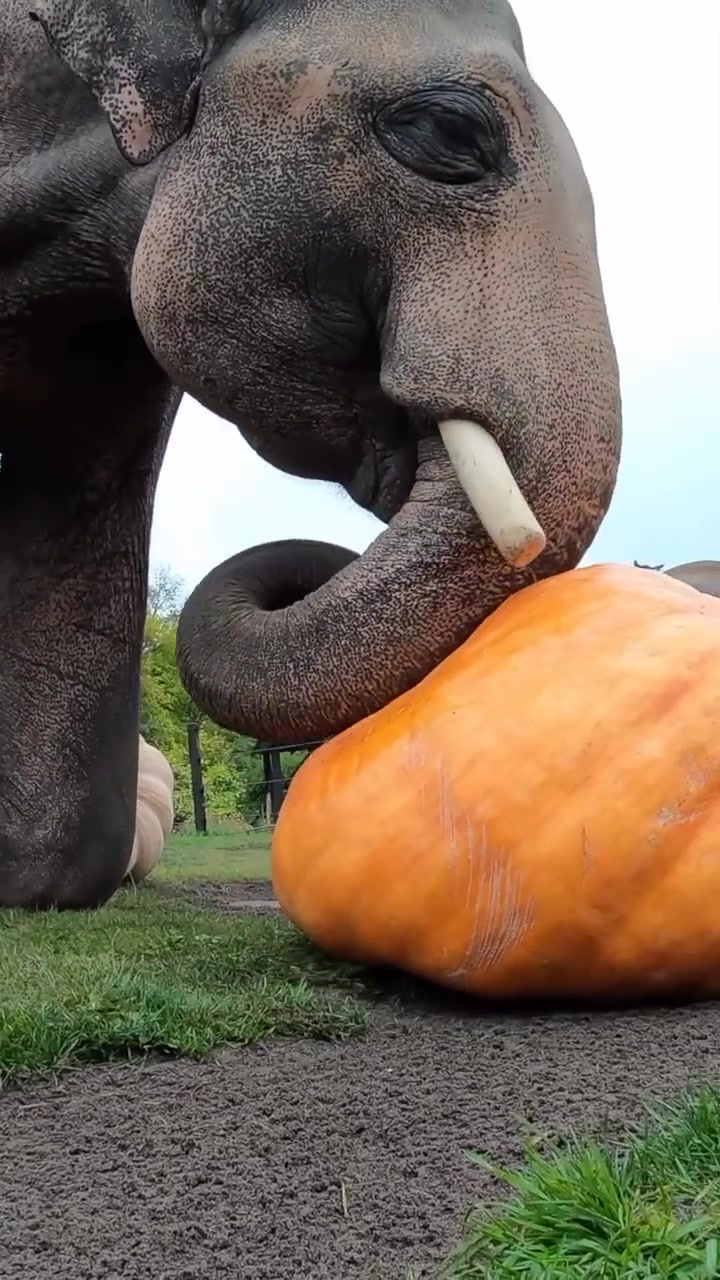 大象吃的南瓜为什么这么大我见都没见过！