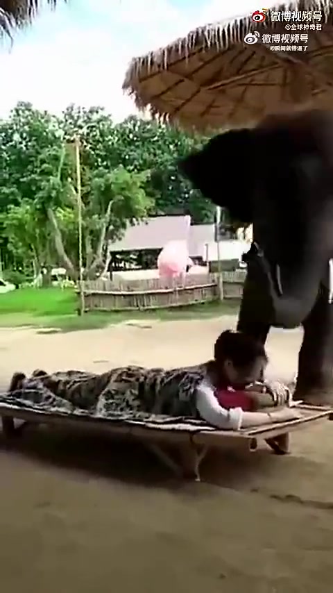 这是真的吗！大象有这么心灵手巧啊！