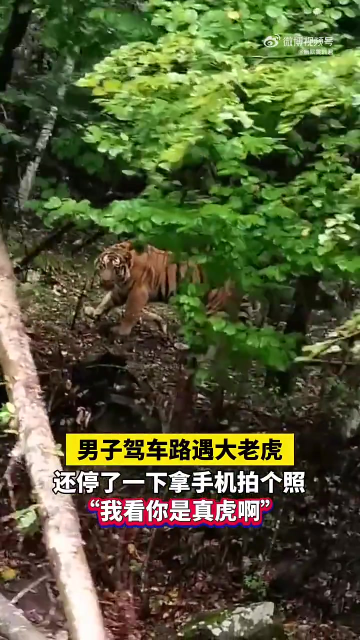 男子驾车途中遇到大老虎，居然停一下拿手机拍照！！
