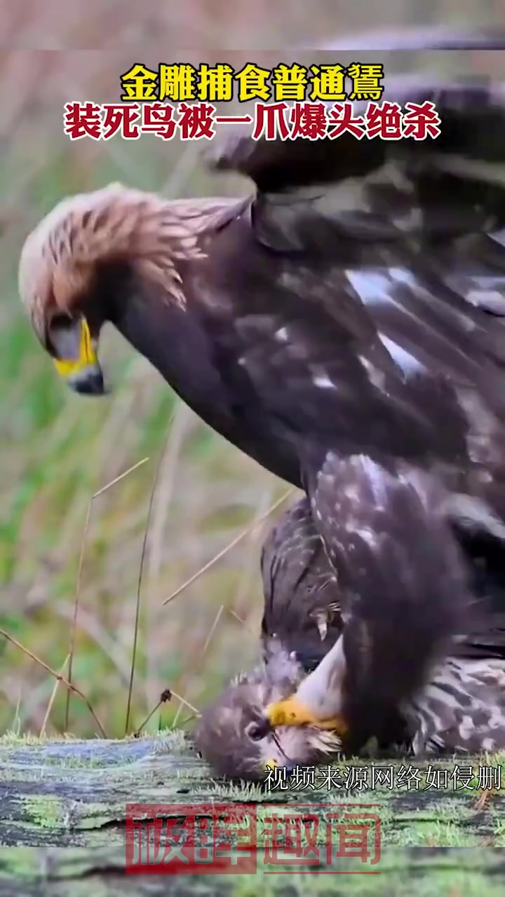 金雕捕食猎物，以为装死能躲过一劫，结果被一爪爆头绝杀