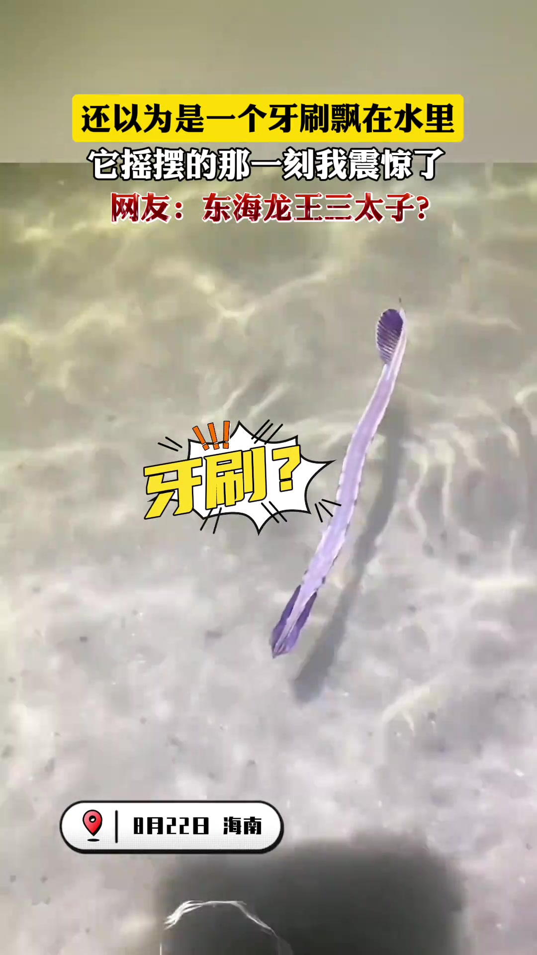 还以为是一个牙刷飘在水里，它摇摆的那一刻我震惊了！