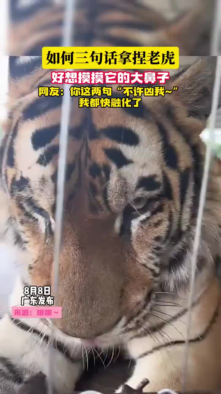 如何三句话拿捏老虎