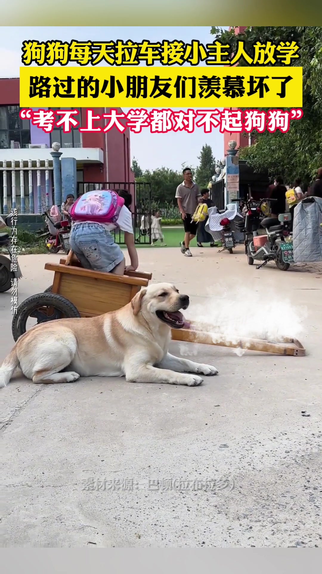 狗狗每天拉扯接小主人放学，太拉风了