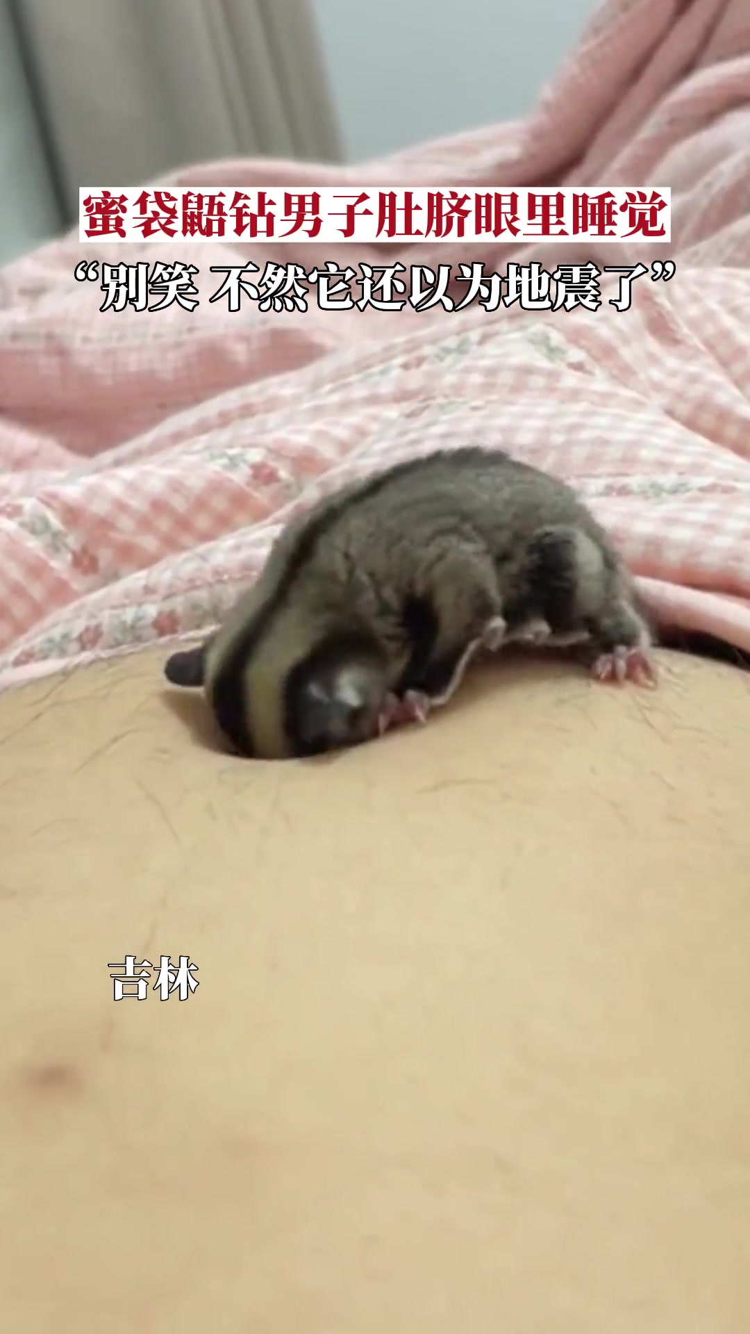 蜜袋鼬钻男子肚脐眼里睡觉