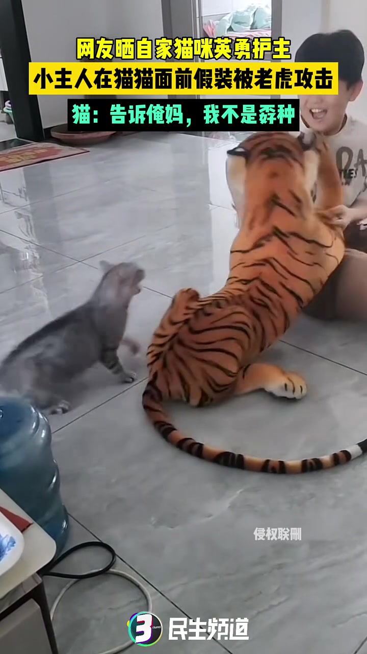 小主人假装被玩偶老虎攻击，猫咪英勇救主