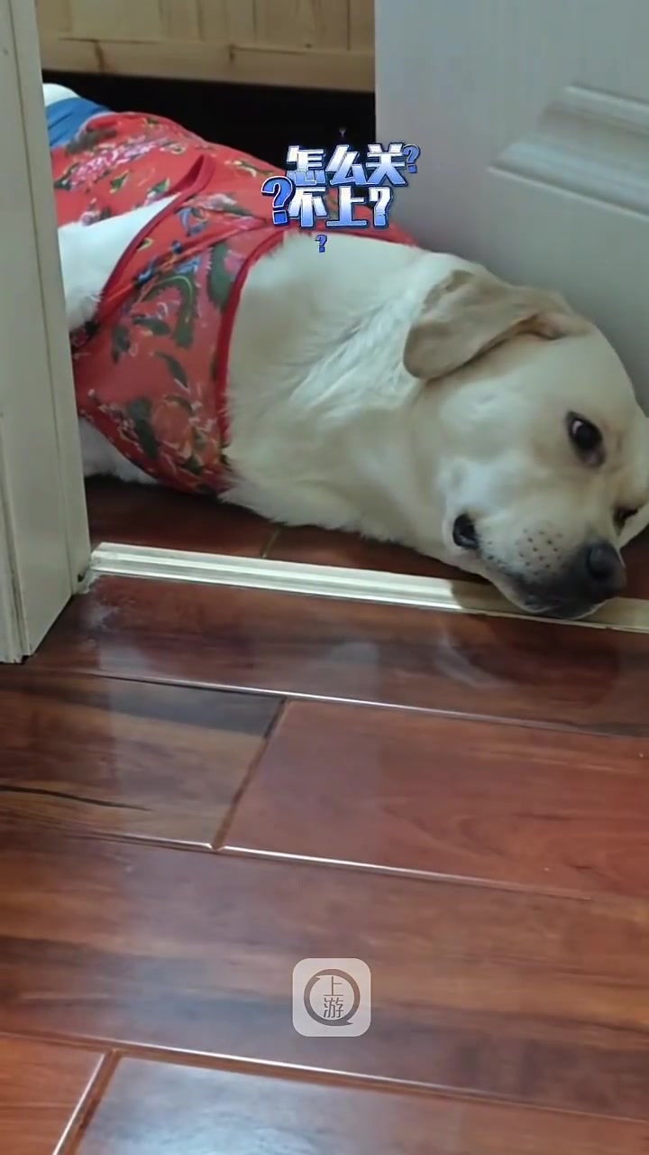 狗：有能耐你夹死我