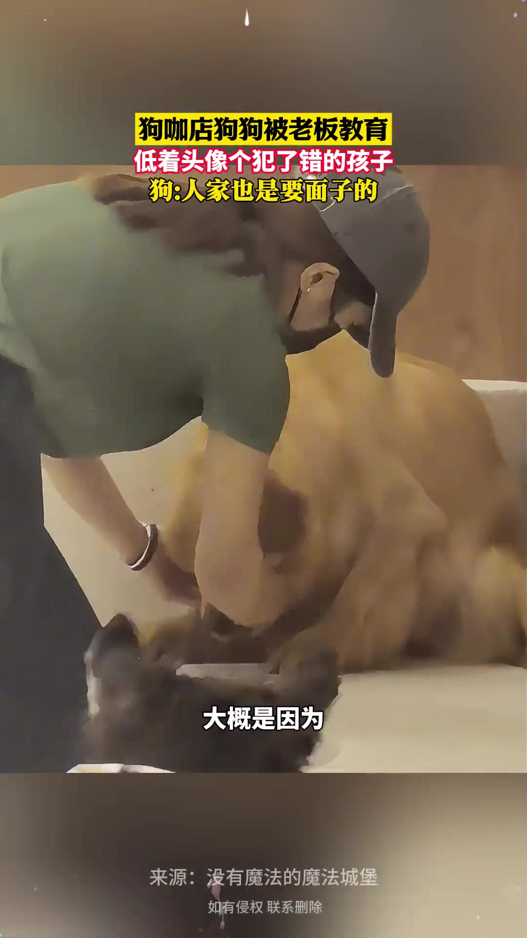 狗咖店狗子被老板教育，低头像个犯错的孩子