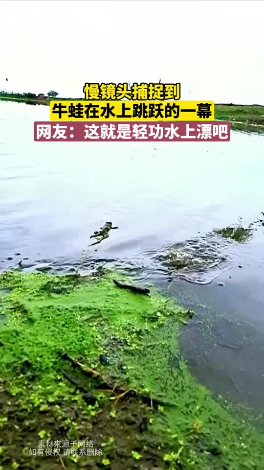 慢镜头捕捉到牛蛙在水面上跳跃