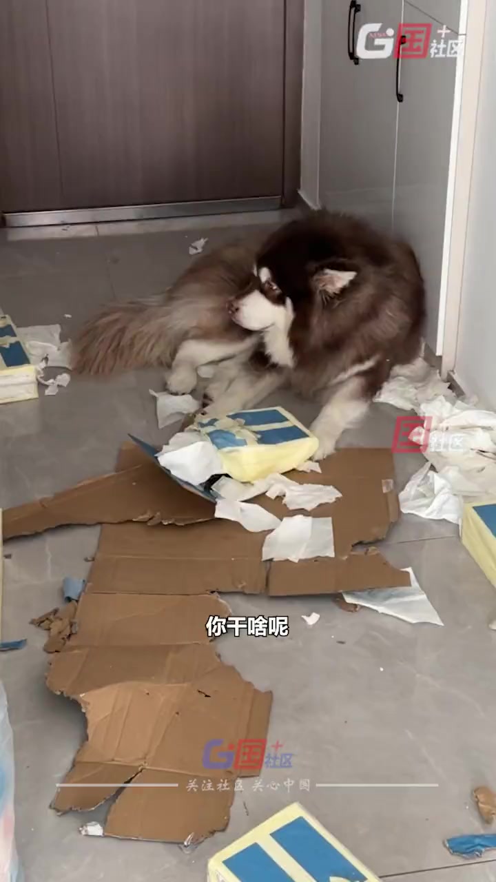 带它出去跑十圈看它还拆不拆