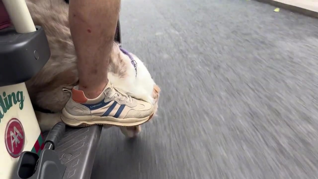 这就是传说中的“舔狗”看的舌头火辣辣的疼