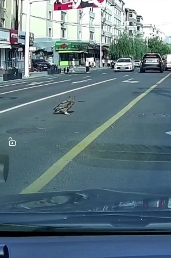 这个安全降落有点颠簸呀