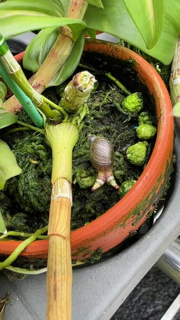 这是啥情况吧友们见过双眼炫彩还疯狂蠕动的蜗牛吗