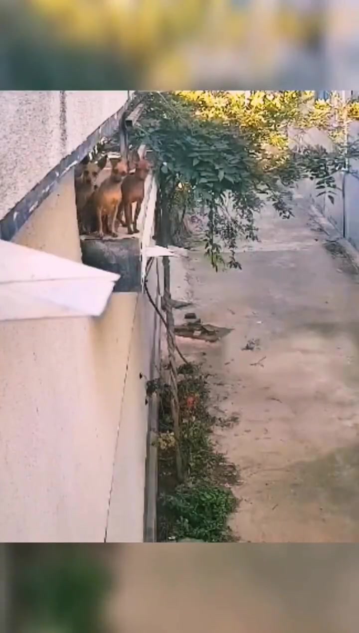 本来想看一下热闹，没想到自己成了热闹