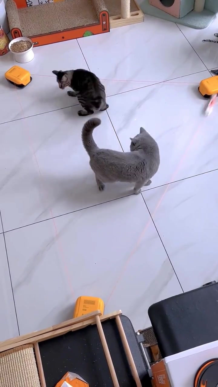 蓝猫是看穿了还是看懵了