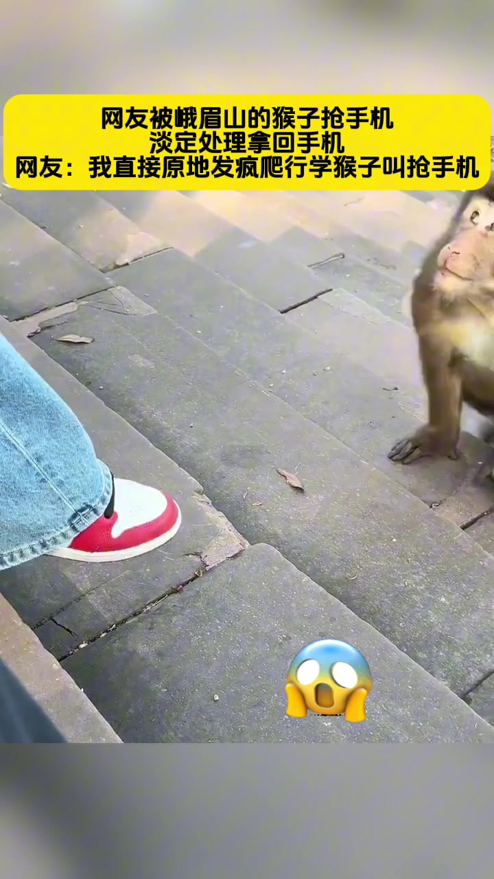 景区的猴子需要好好管理一下了，真的越来越猖狂！