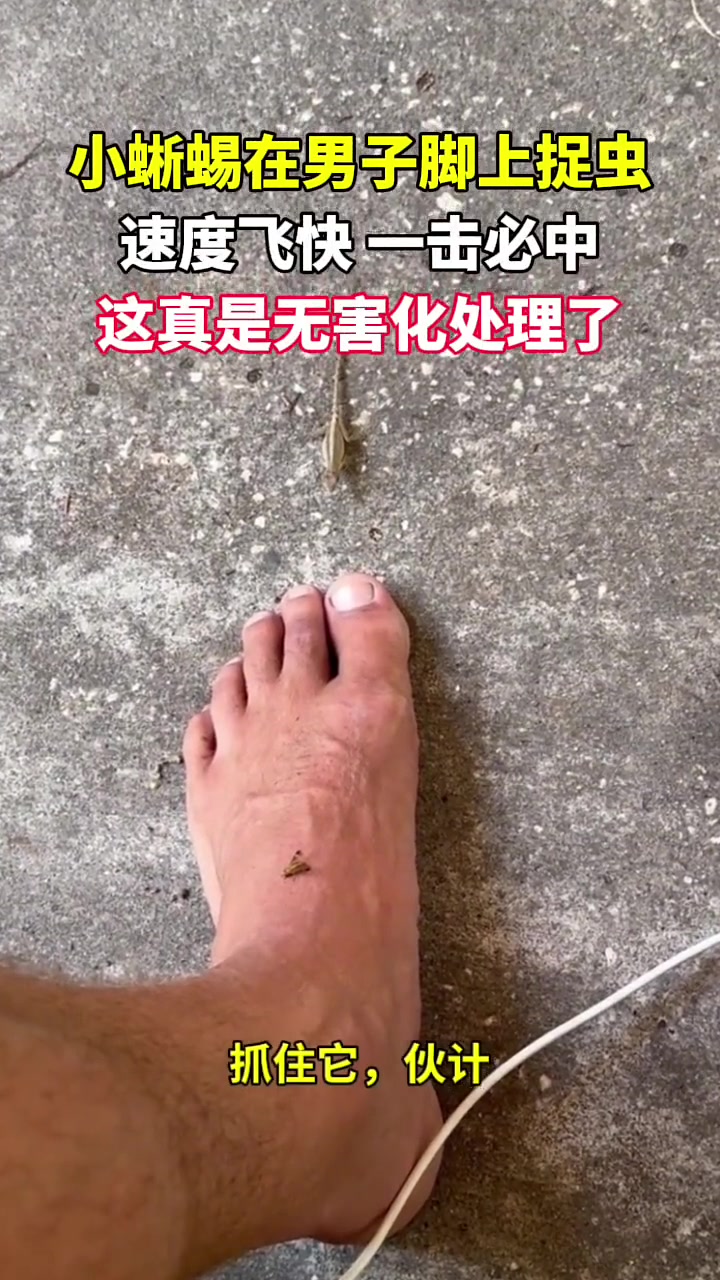 壁虎等它吸饱了我再吃它！