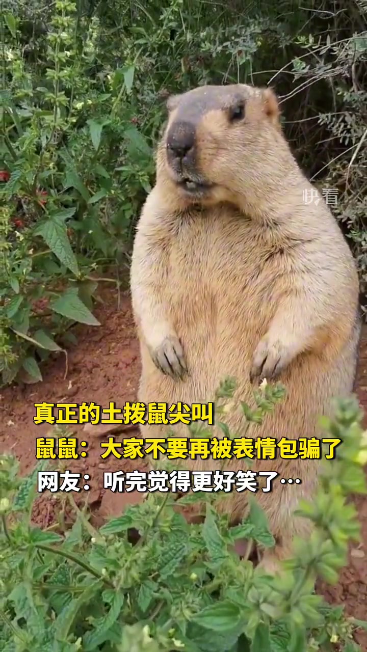 新的梗又要出来了