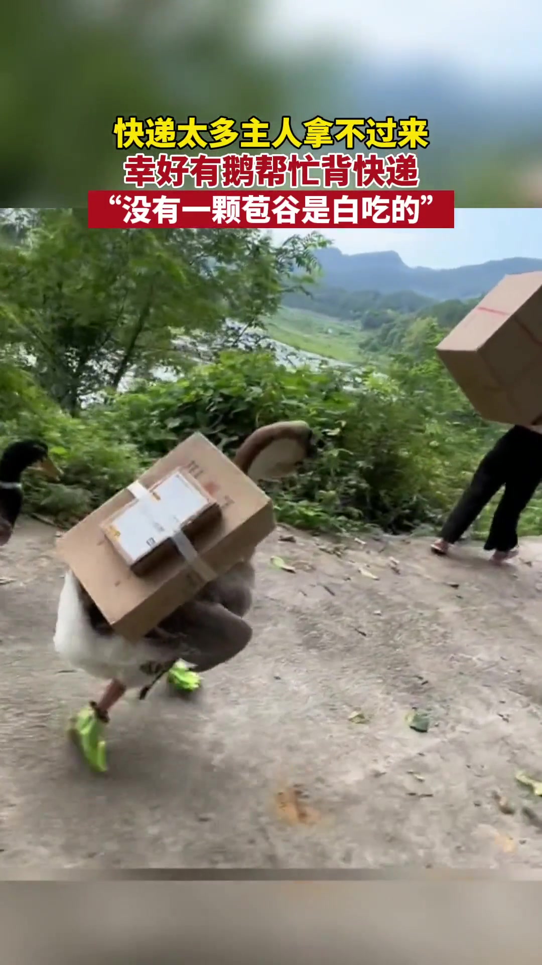 大鹅竟然干起来搬运工的活了！没有一颗苞谷是白吃的！