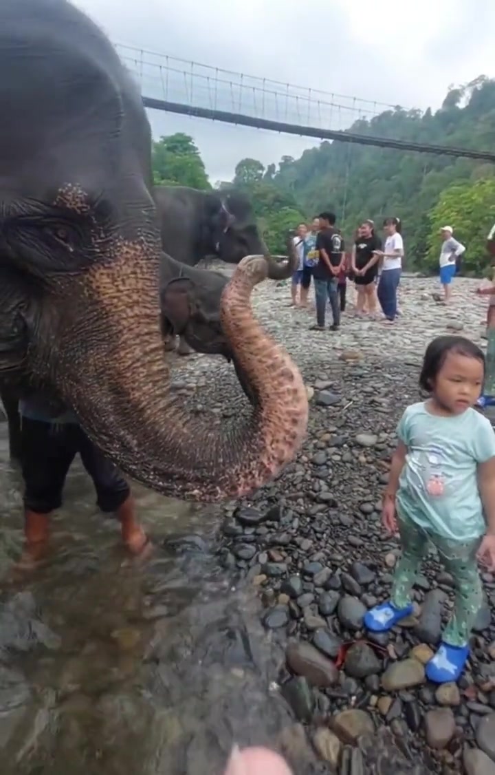 大象：很高兴和你浇个盆友