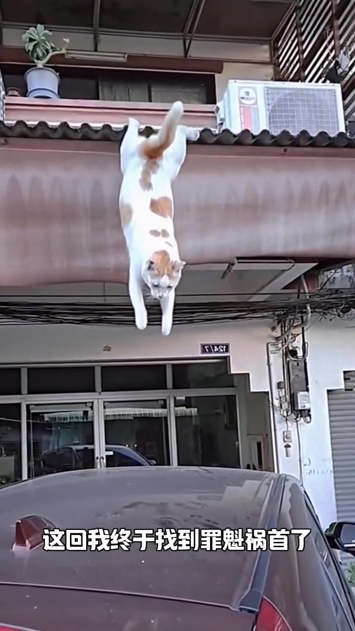 狸花：听说又有新单了