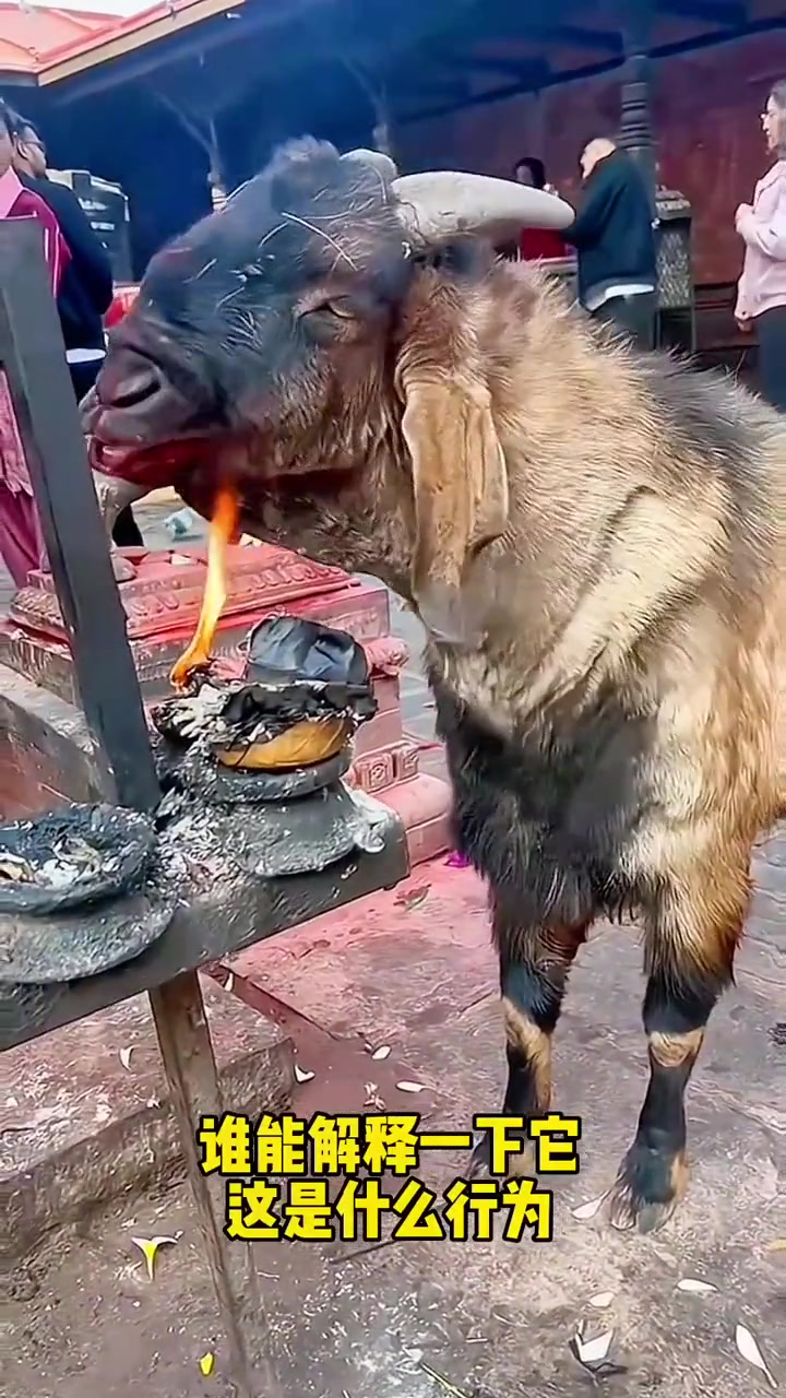 羊：你别管，几分熟我心里有数