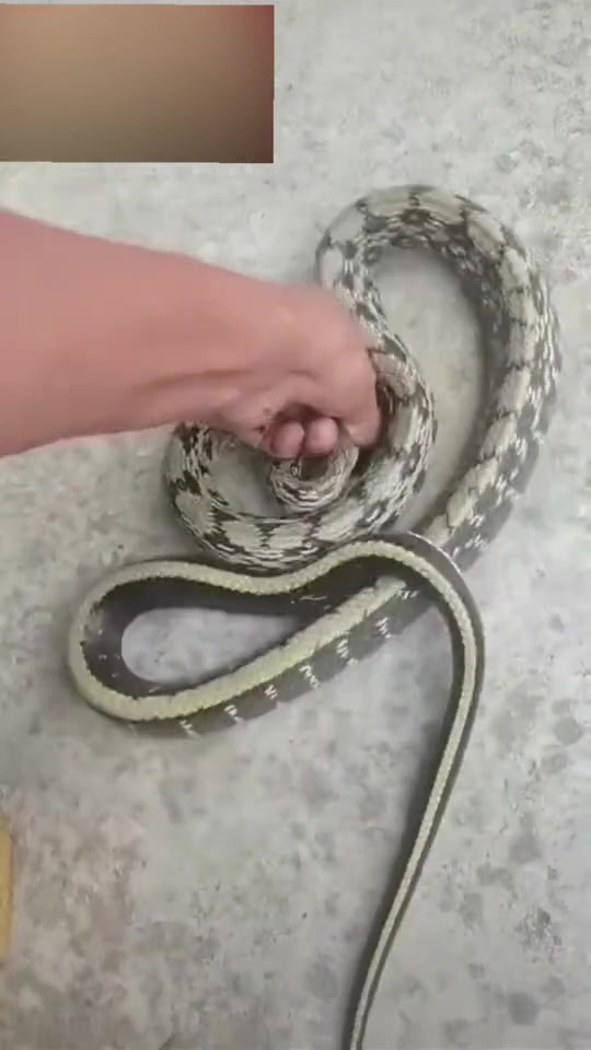 老鼠：我谢谢你！