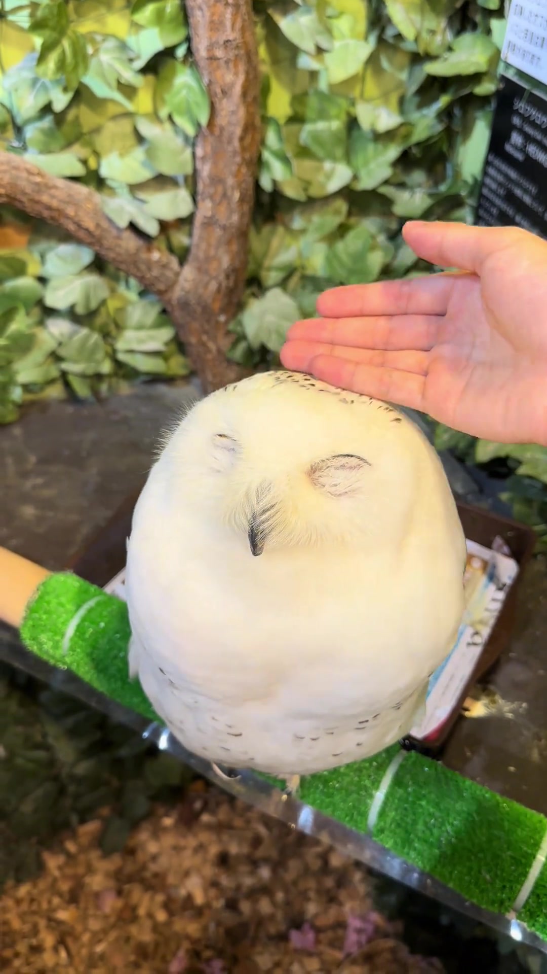 宝宝你是一个QQ弹弹的大白馒头