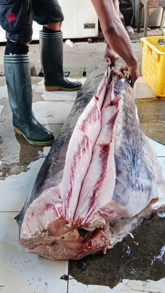 这是条什么鱼，怎么那么大