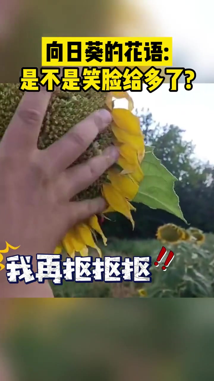 向日葵的花语：是不是笑脸给多了