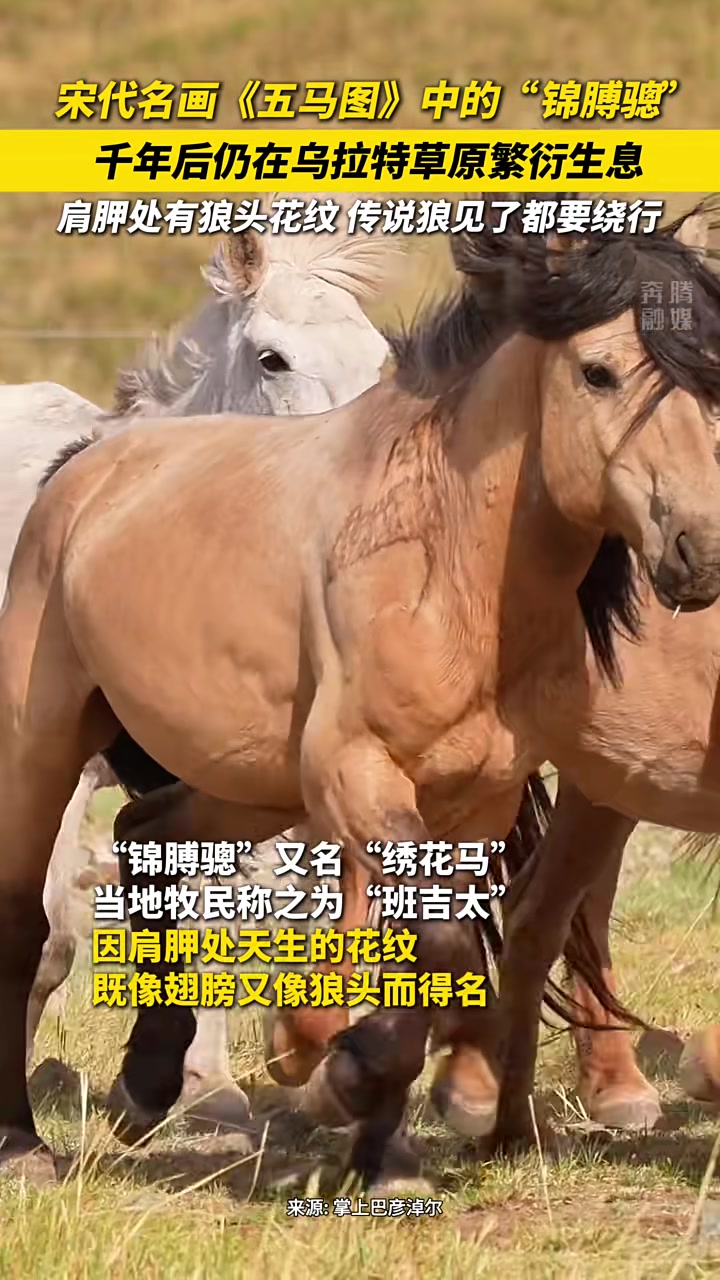 狼见了都要逃走！锦膊骢千年后仍在内蒙古繁衍生息！