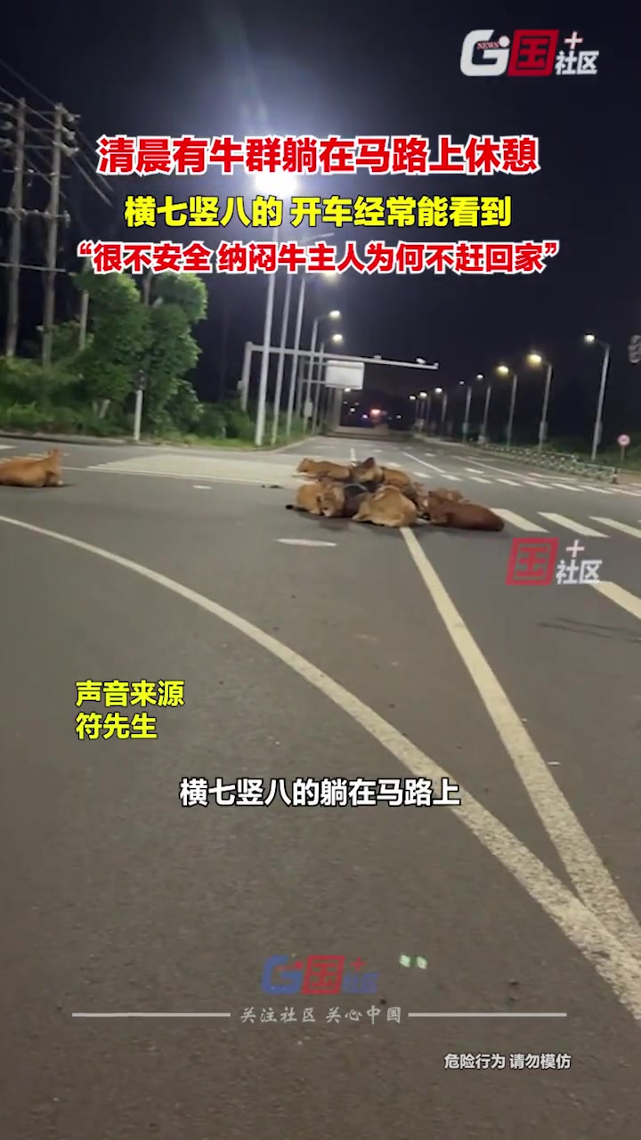 清晨有群黄牛零散的分布在十字路口休息！