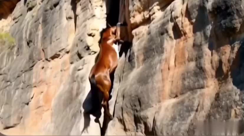 吧友们，这是悬崖勒马还是马勒了壁