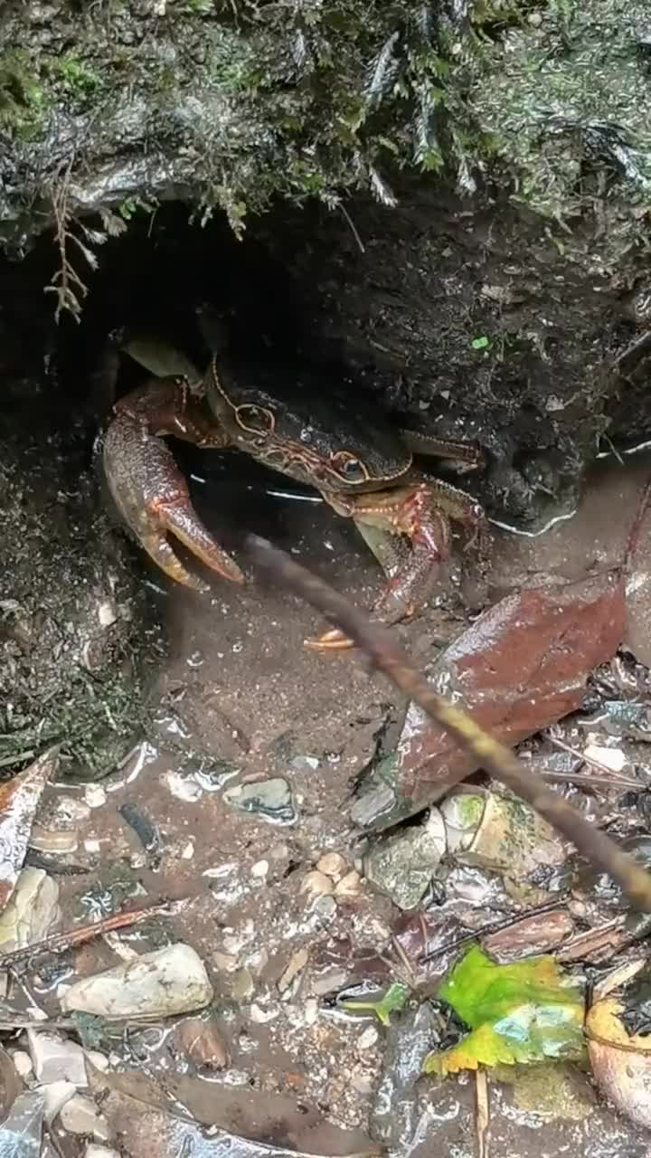 吧友们这个情况怎么说