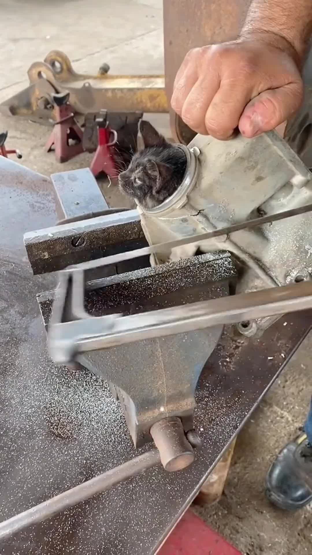 真会卡位，这下搞笑了吧，直接在猫界失去尊严