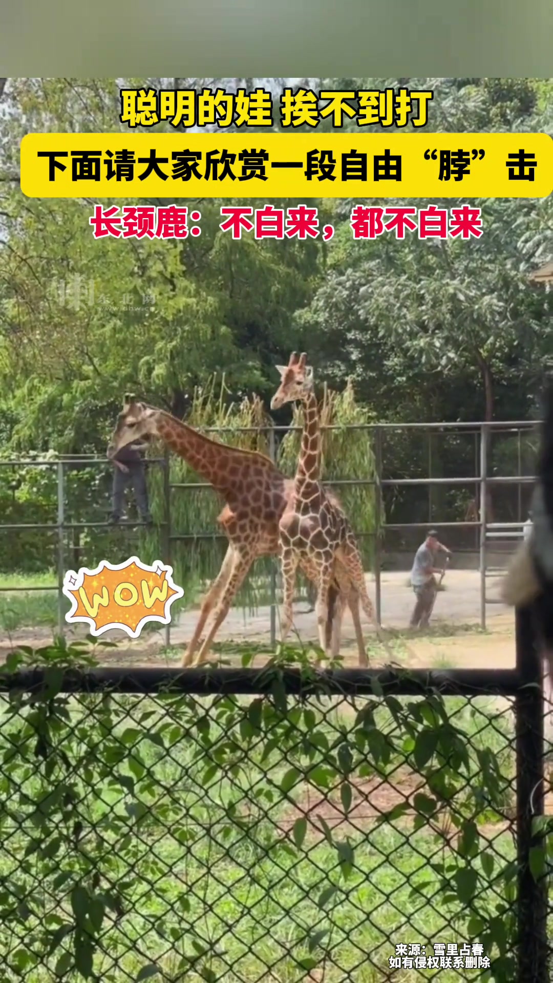 下面请大家欣赏一段自由“脖”击！